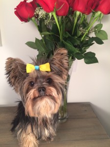 Cute dog with yellow bow pet sitting Toronto.