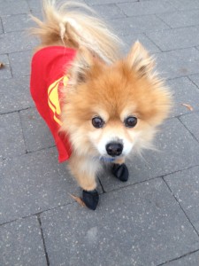 Simba Pomerianian dog on walk in downtown Toronto with coat and boots.