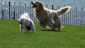 2 dogs playing in Toronto park off leash.