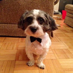 Cute dog with bow tie.