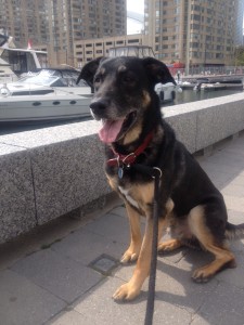 German shepherd dog on walk in downtown Toronto by Toronto harbour.