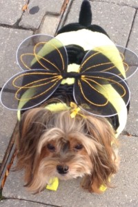 Terrier named Baby dressed up as bumble bee.